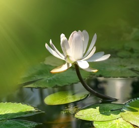 Image of a lotus blossom