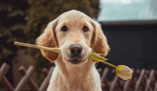 Rosie's Pet And Garden Supply logo